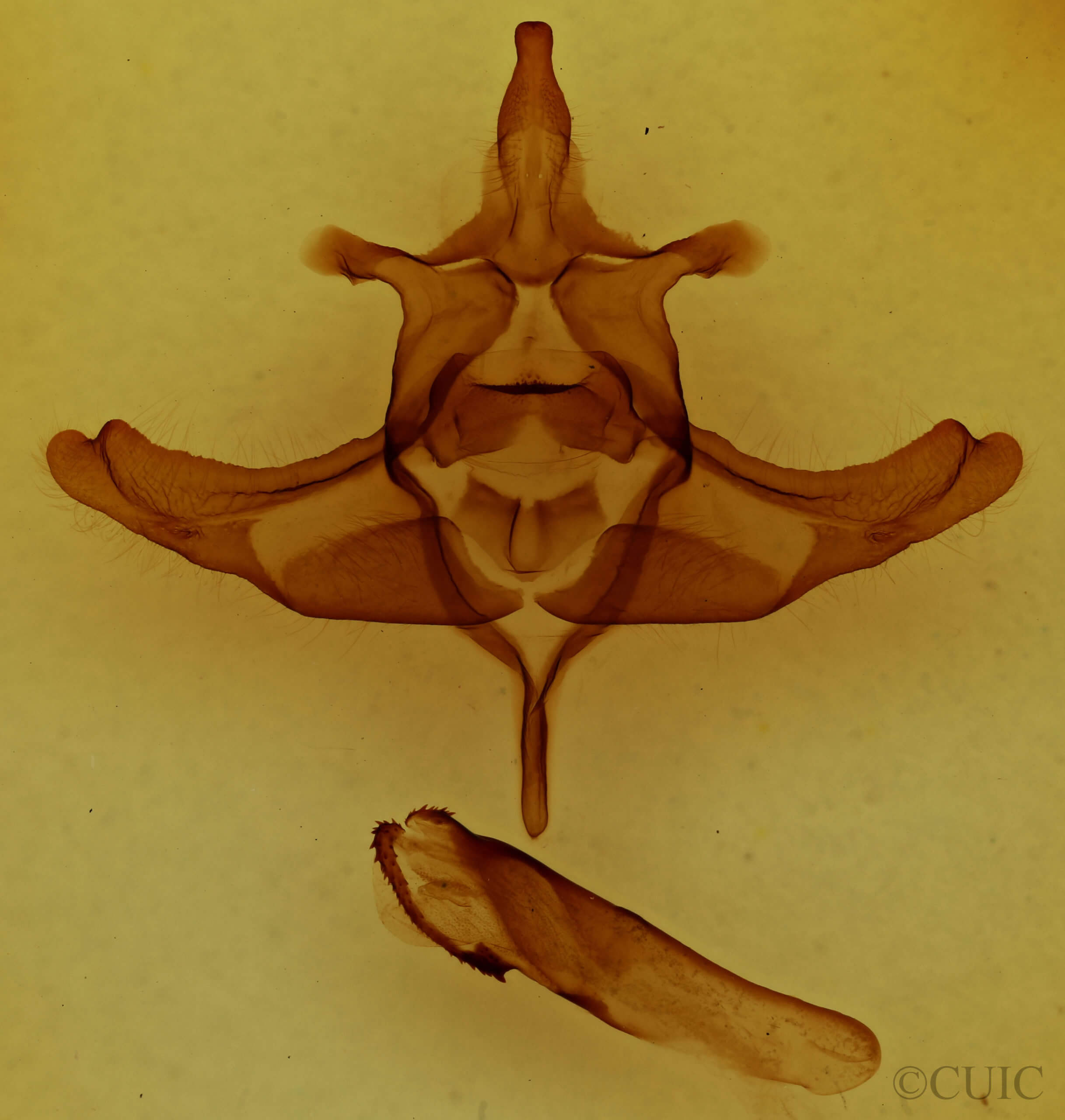 genitalia view of adult Colocasia propinquilinea