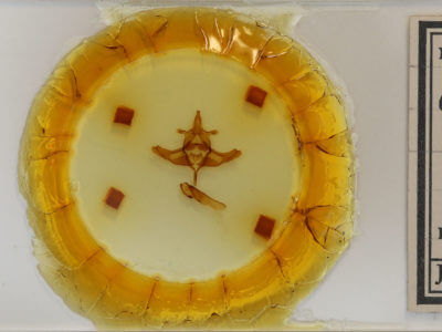 slide view of adult Colocasia propinquilinea