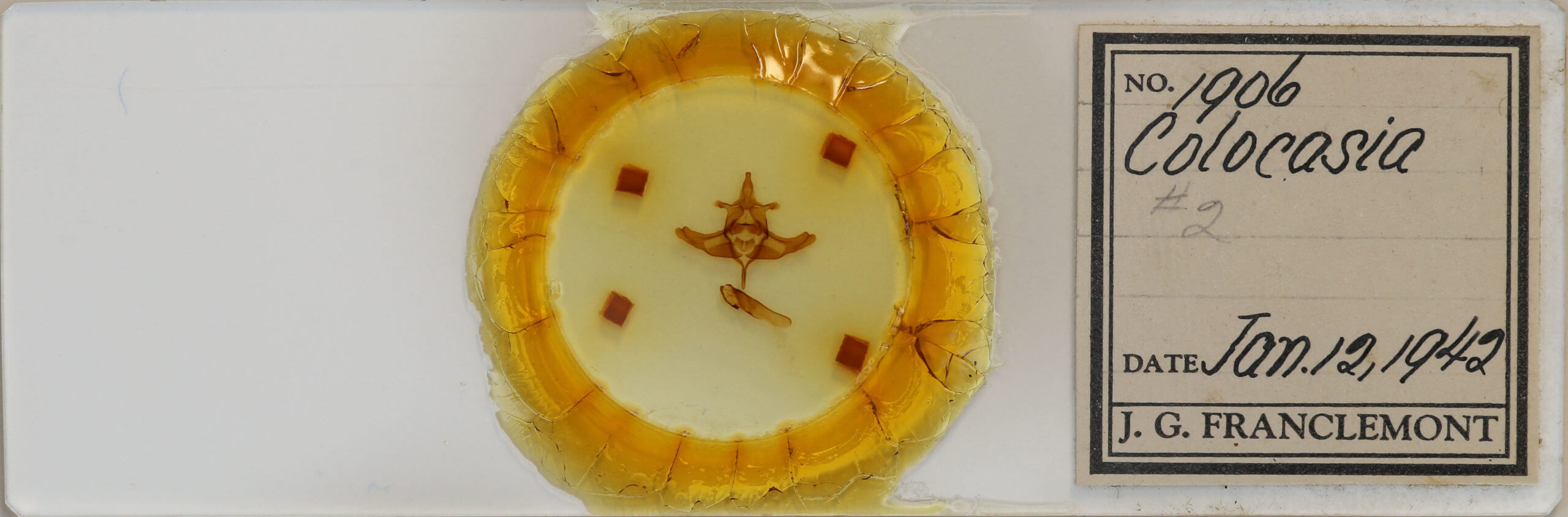 slide view of adult Colocasia propinquilinea