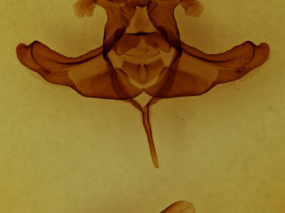 genitalia view of adult Colocasia propinquilinea