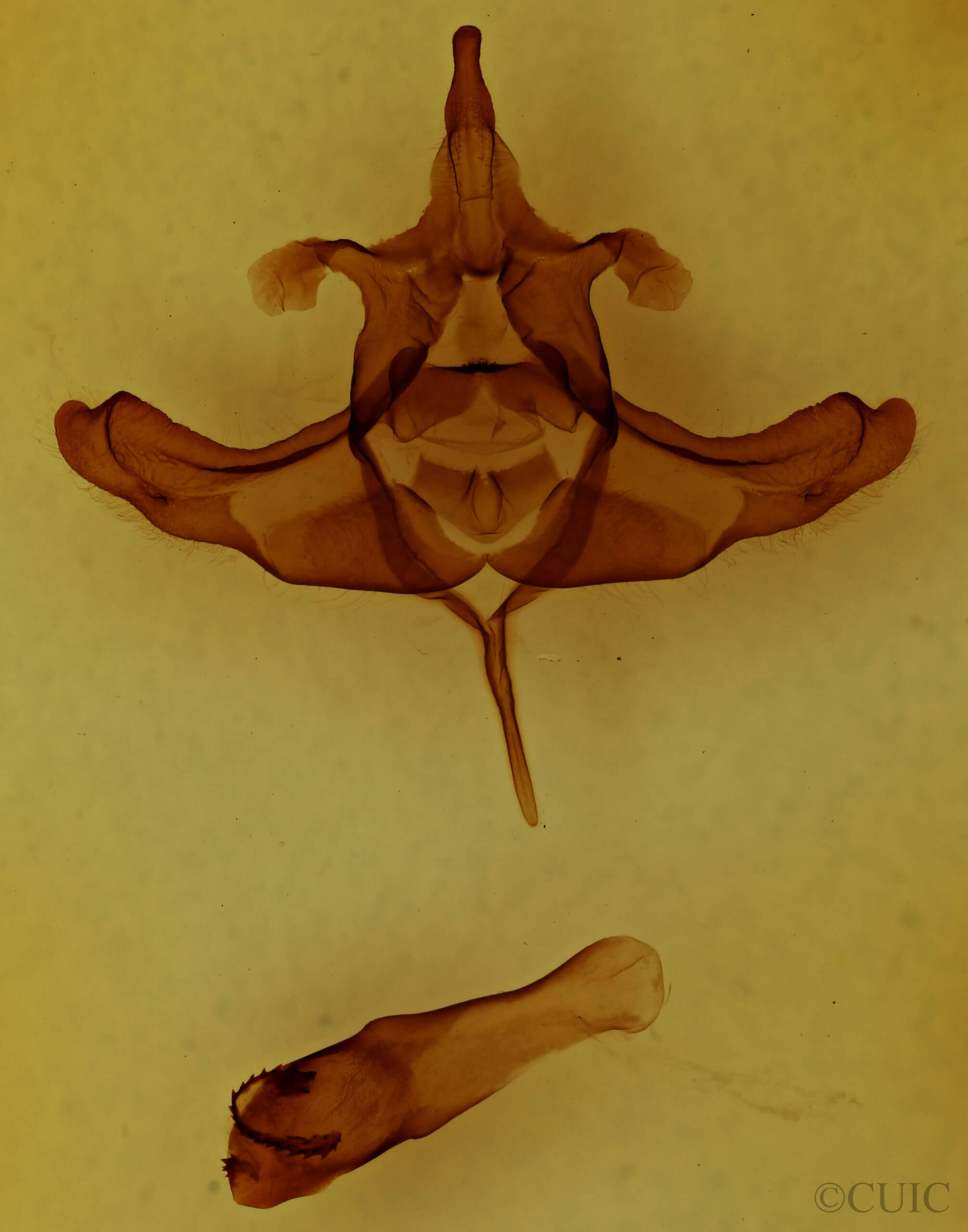 genitalia view of adult Colocasia propinquilinea