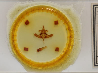 slide view of adult Colocasia propinquilinea