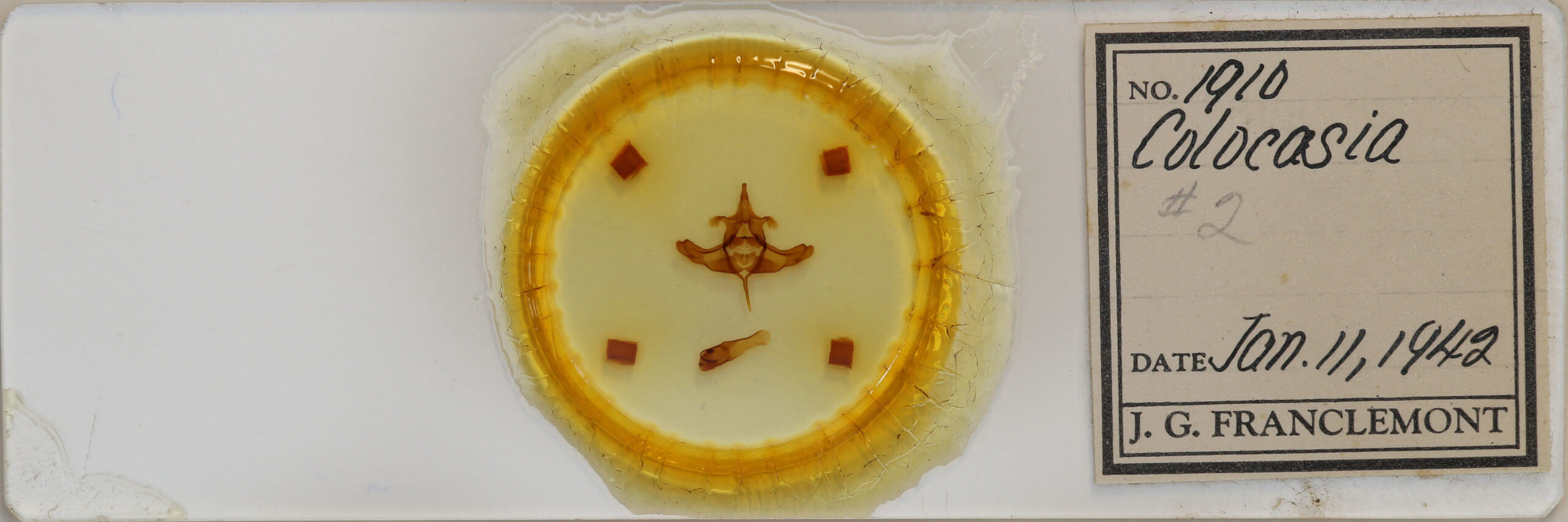 slide view of adult Colocasia propinquilinea