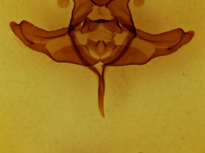 genitalia view of adult Colocasia propinquilinea