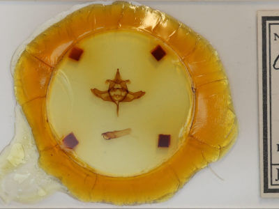 slide view of adult Colocasia propinquilinea