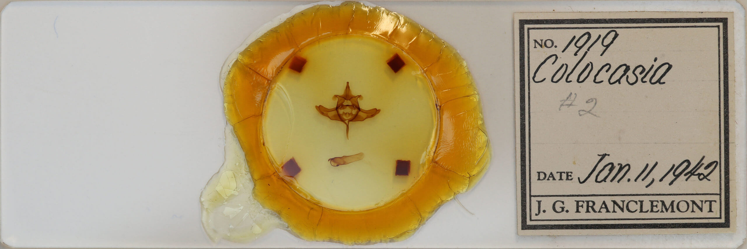 slide view of adult Colocasia propinquilinea