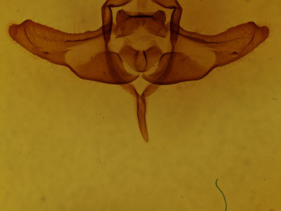 genitalia view of adult Colocasia flavicornis