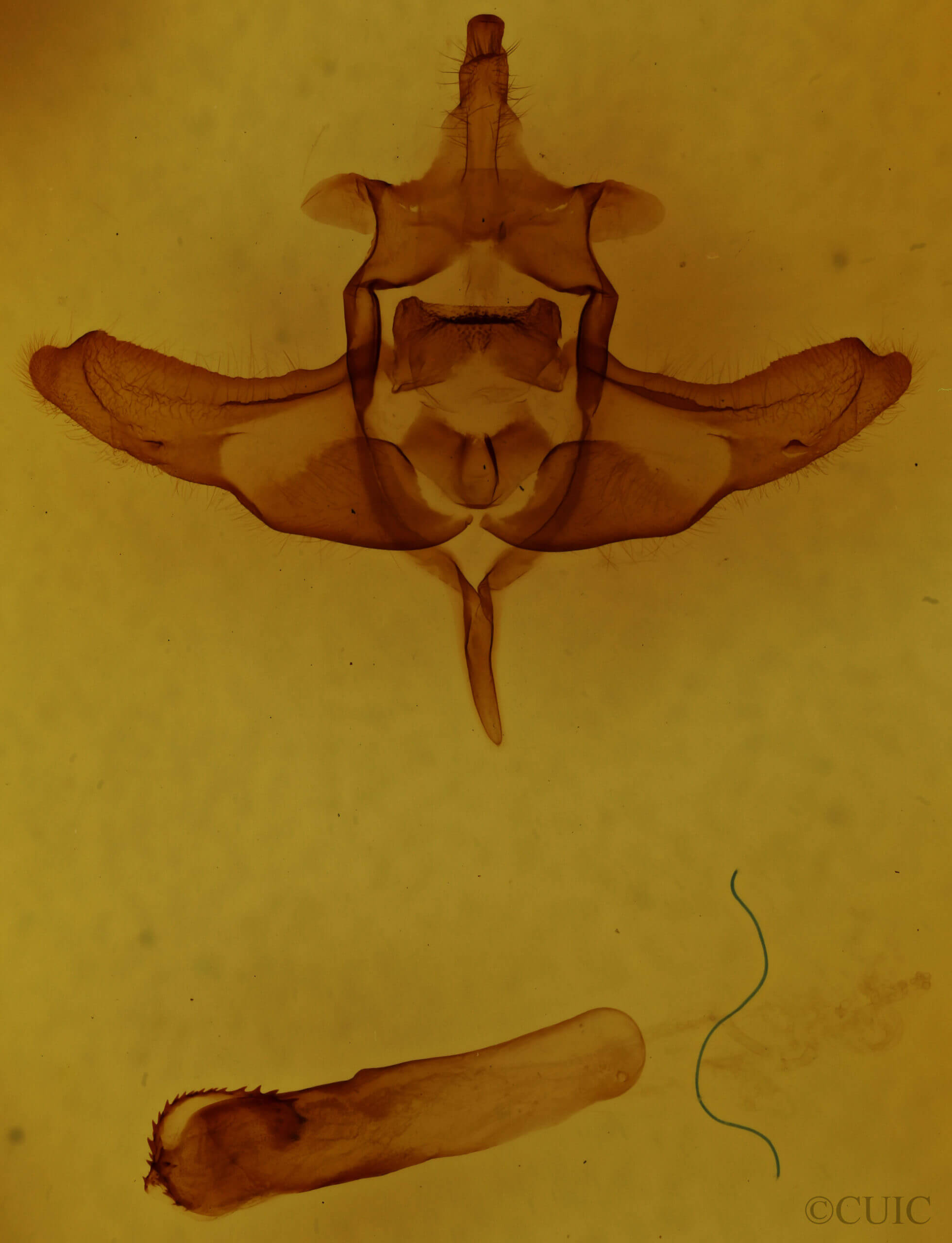 genitalia view of adult Colocasia flavicornis