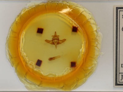 slide view of adult Colocasia flavicornis