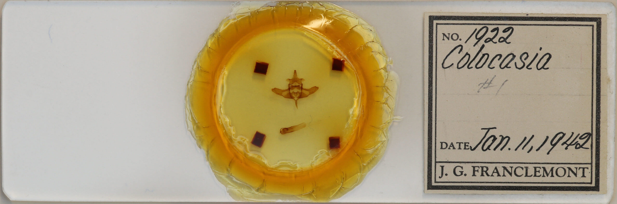 slide view of adult Colocasia flavicornis