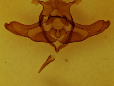 genitalia view of adult Colocasia flavicornis