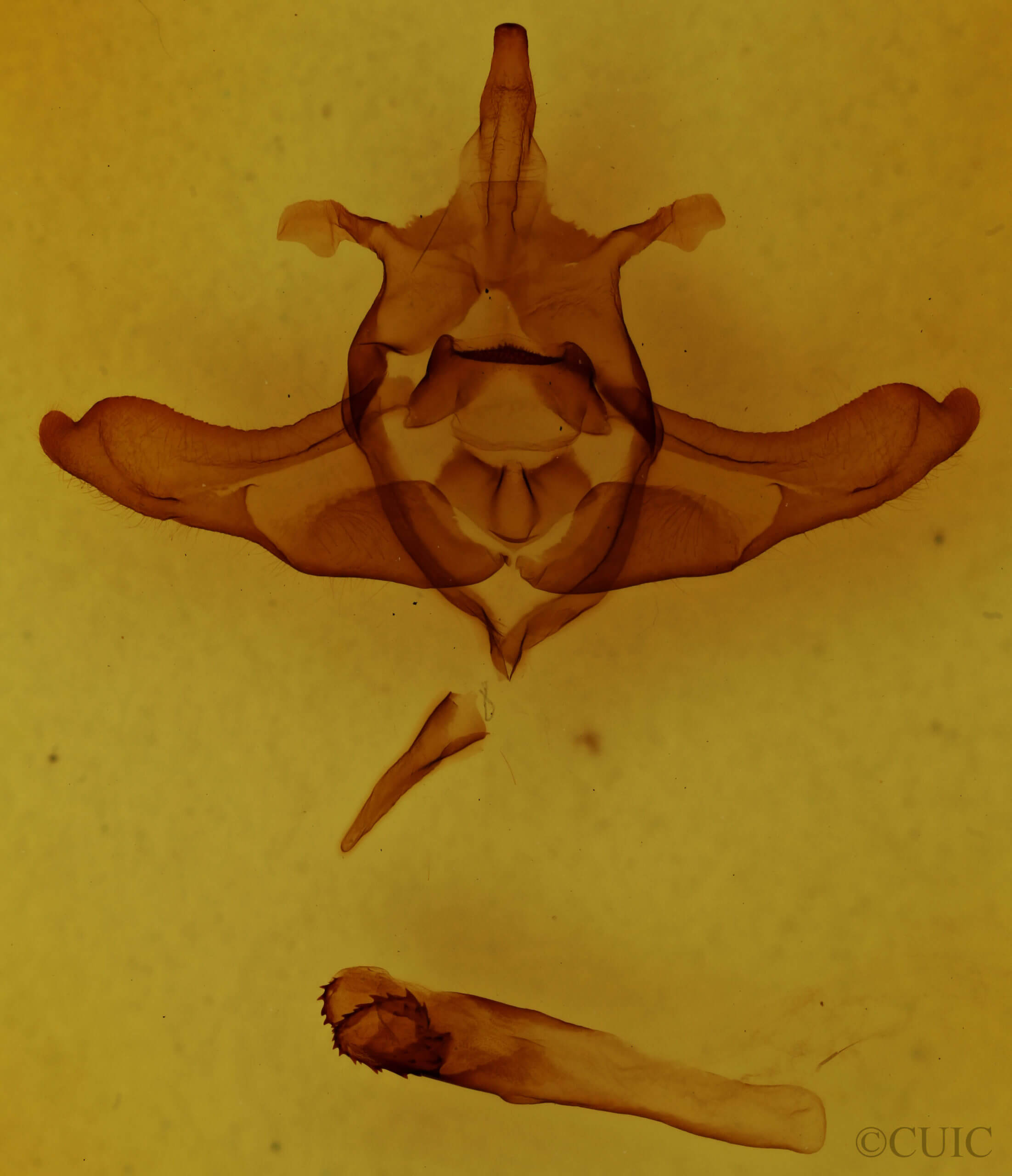 genitalia view of adult Colocasia flavicornis