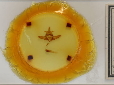 slide view of adult Colocasia flavicornis