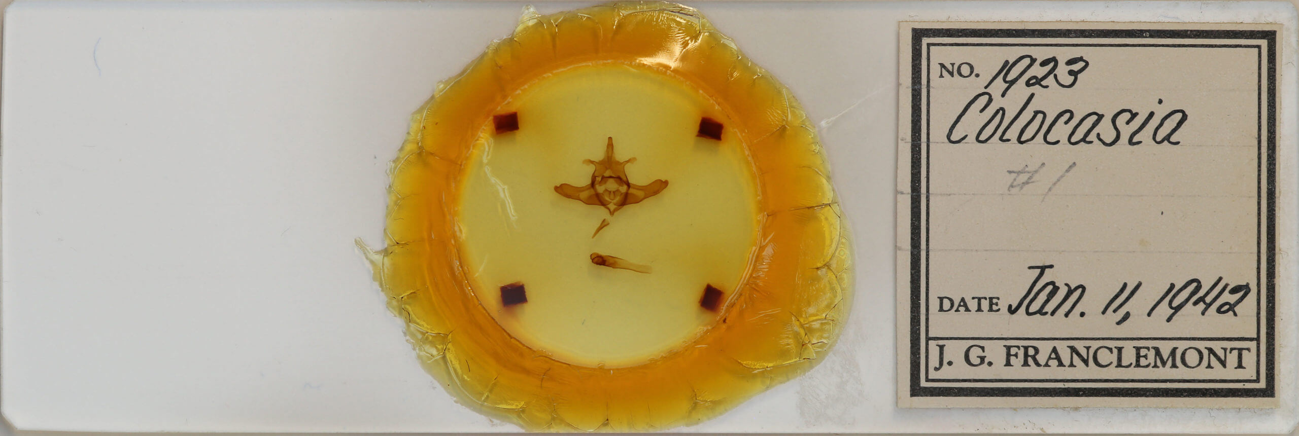 slide view of adult Colocasia flavicornis