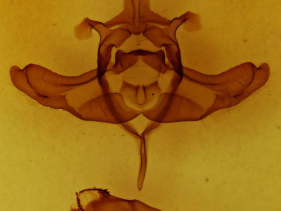 genitalia view of adult Colocasia propinquilinea