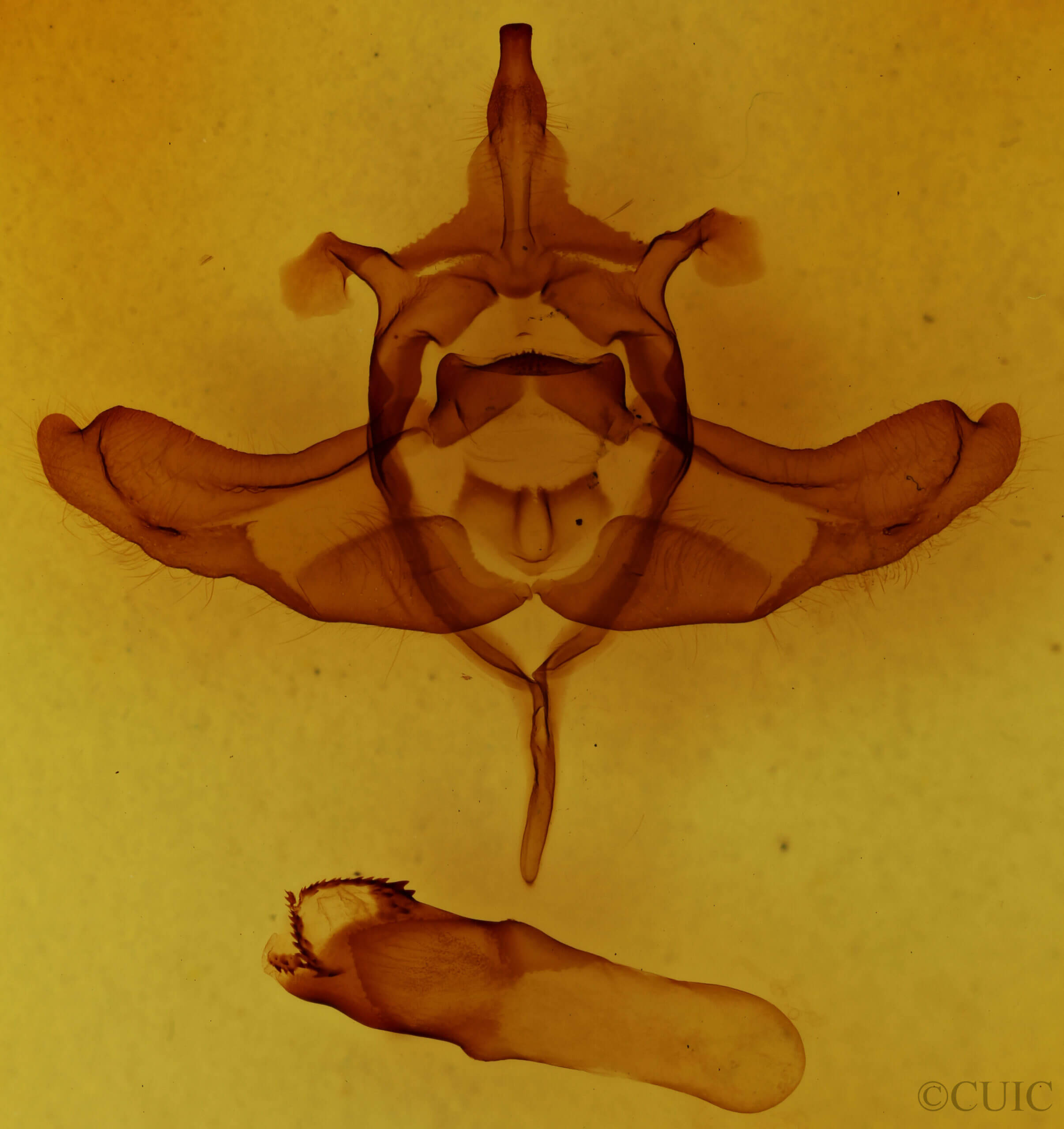 genitalia view of adult Colocasia propinquilinea