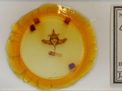 slide view of adult Colocasia propinquilinea