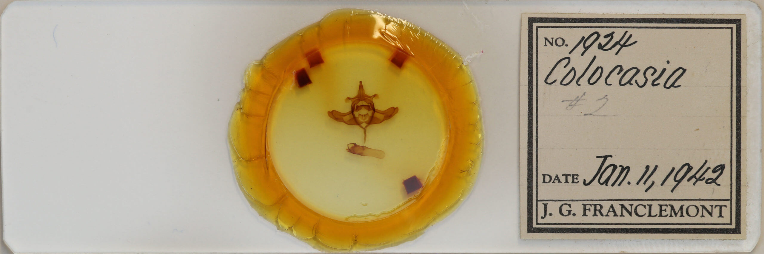 slide view of adult Colocasia propinquilinea