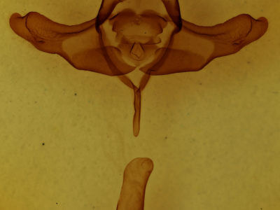 genitalia view of adult Colocasia propinquilinea