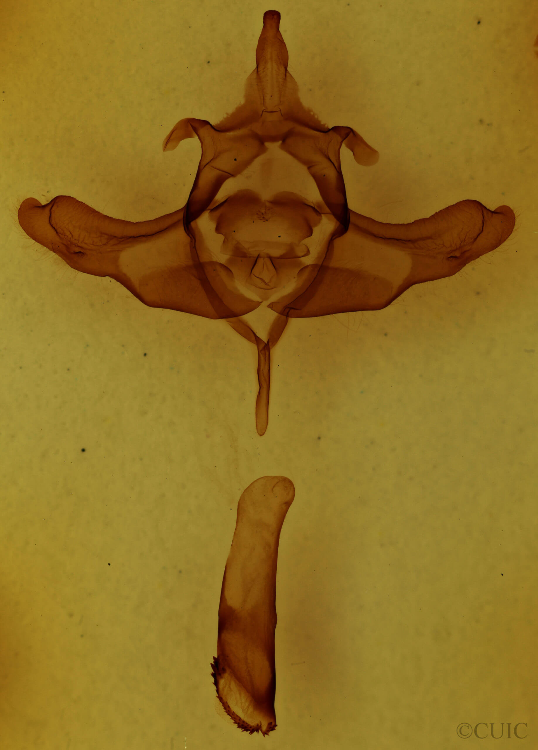 genitalia view of adult Colocasia propinquilinea