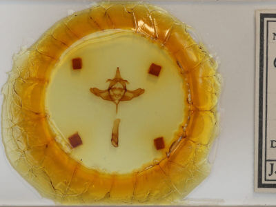 slide view of adult Colocasia propinquilinea