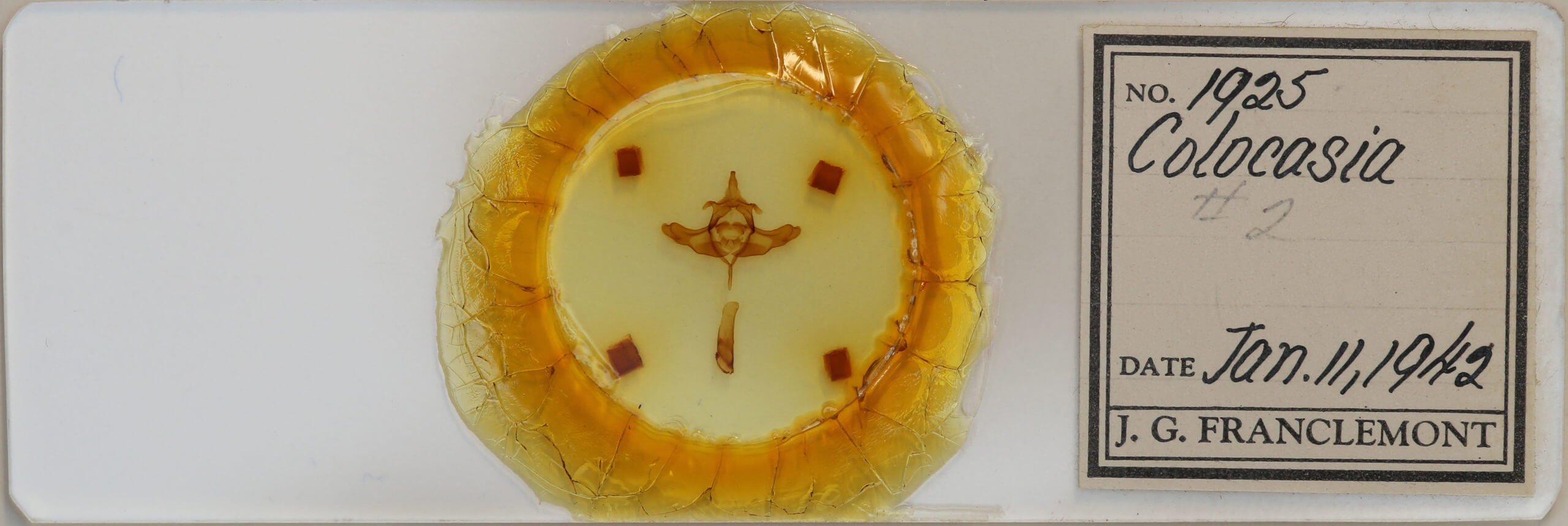 slide view of adult Colocasia propinquilinea