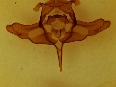 genitalia view of adult Colocasia propinquilinea