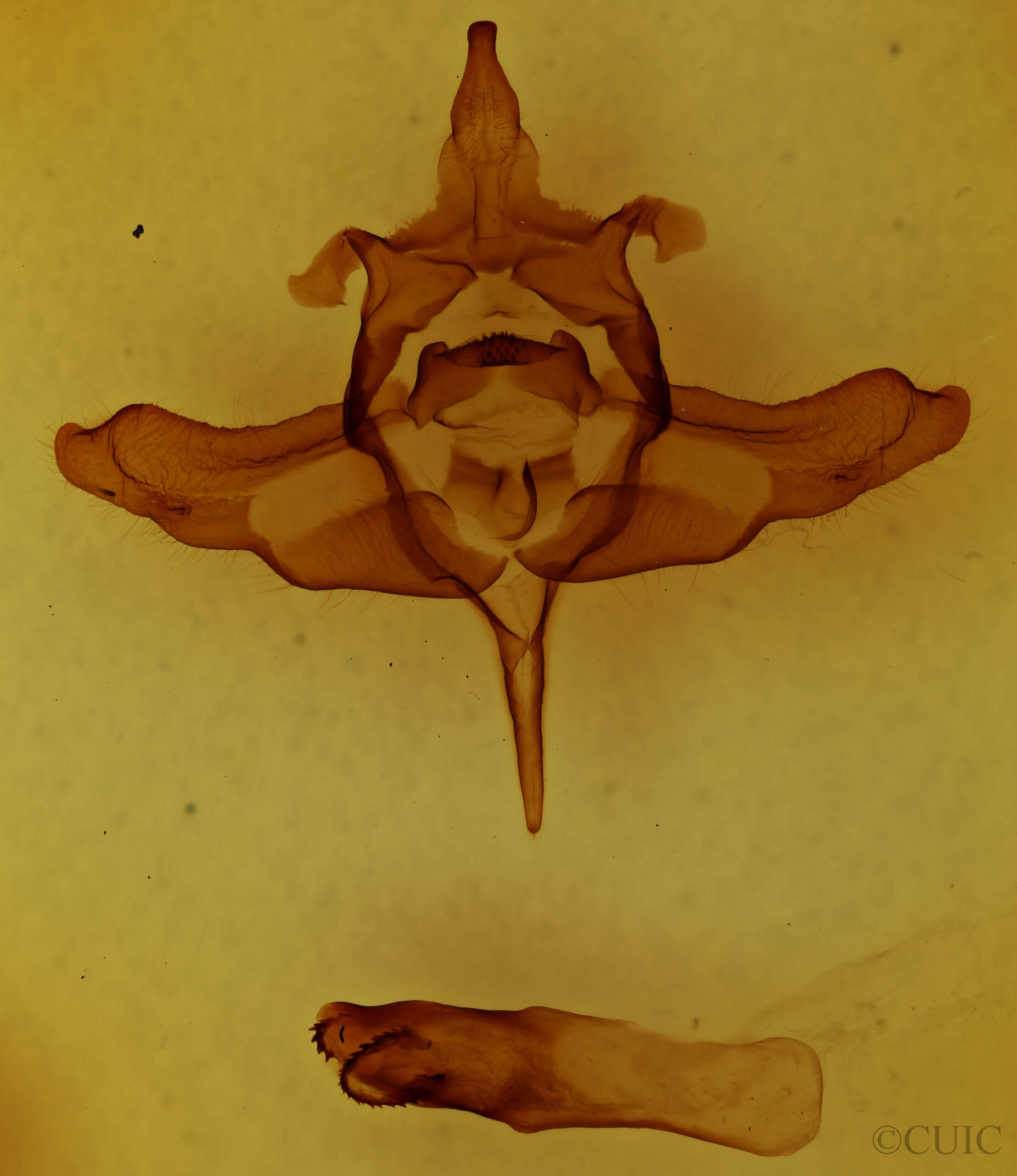 genitalia view of adult Colocasia propinquilinea
