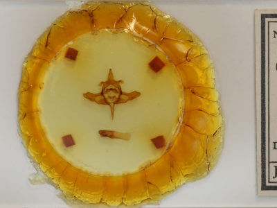 slide view of adult Colocasia propinquilinea