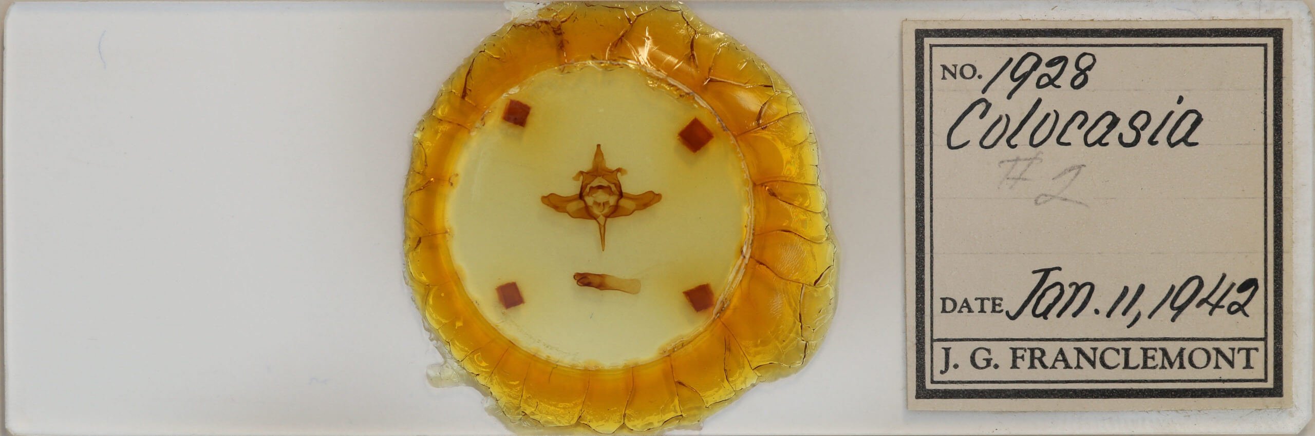 slide view of adult Colocasia propinquilinea