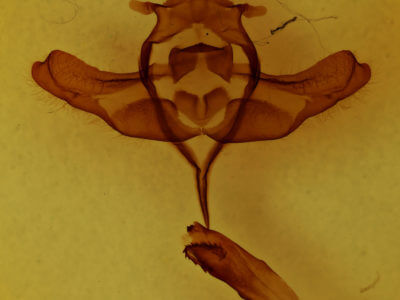genitalia view of adult Colocasia propinquilinea