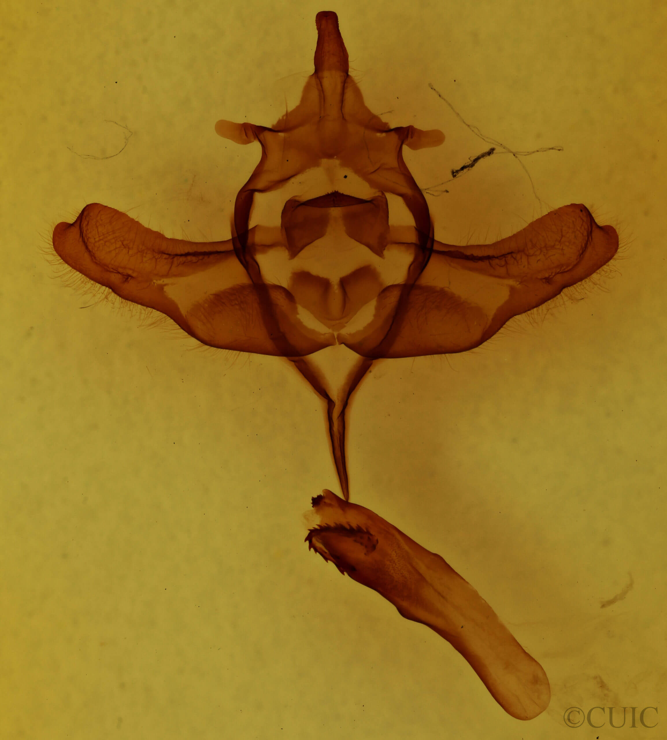 genitalia view of adult Colocasia propinquilinea