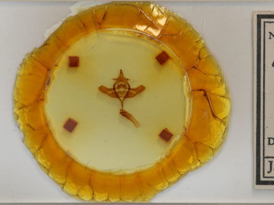 slide view of adult Colocasia propinquilinea