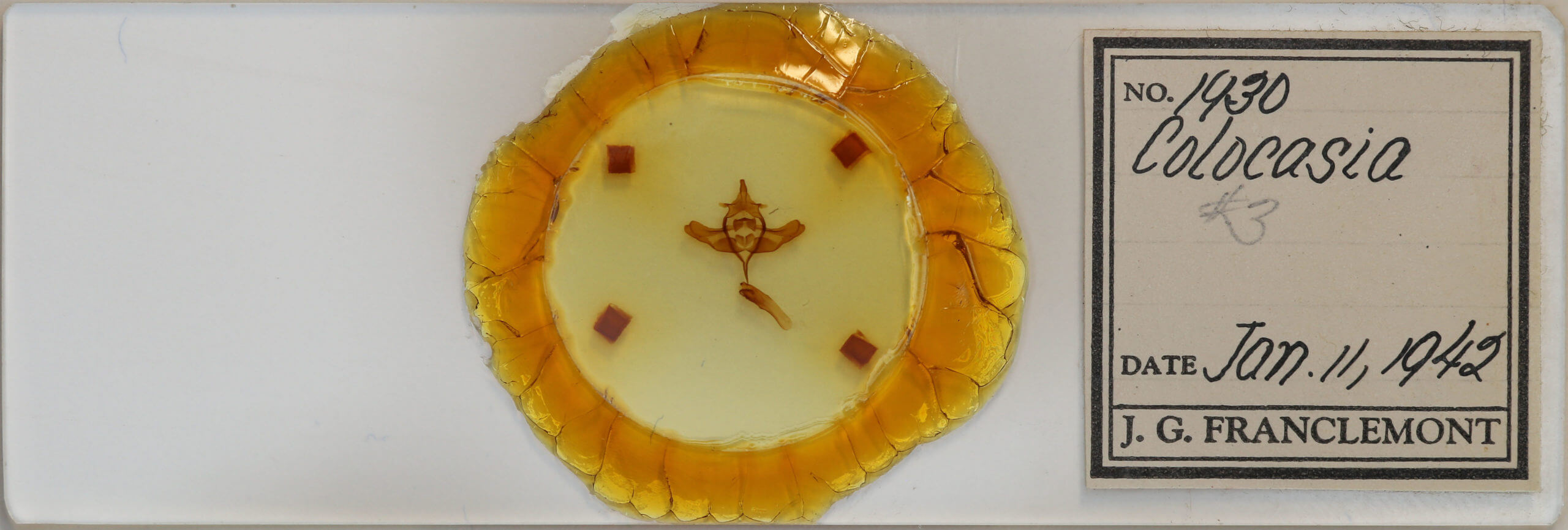 slide view of adult Colocasia propinquilinea