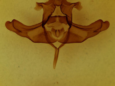genitalia view of adult Colocasia propinquilinea