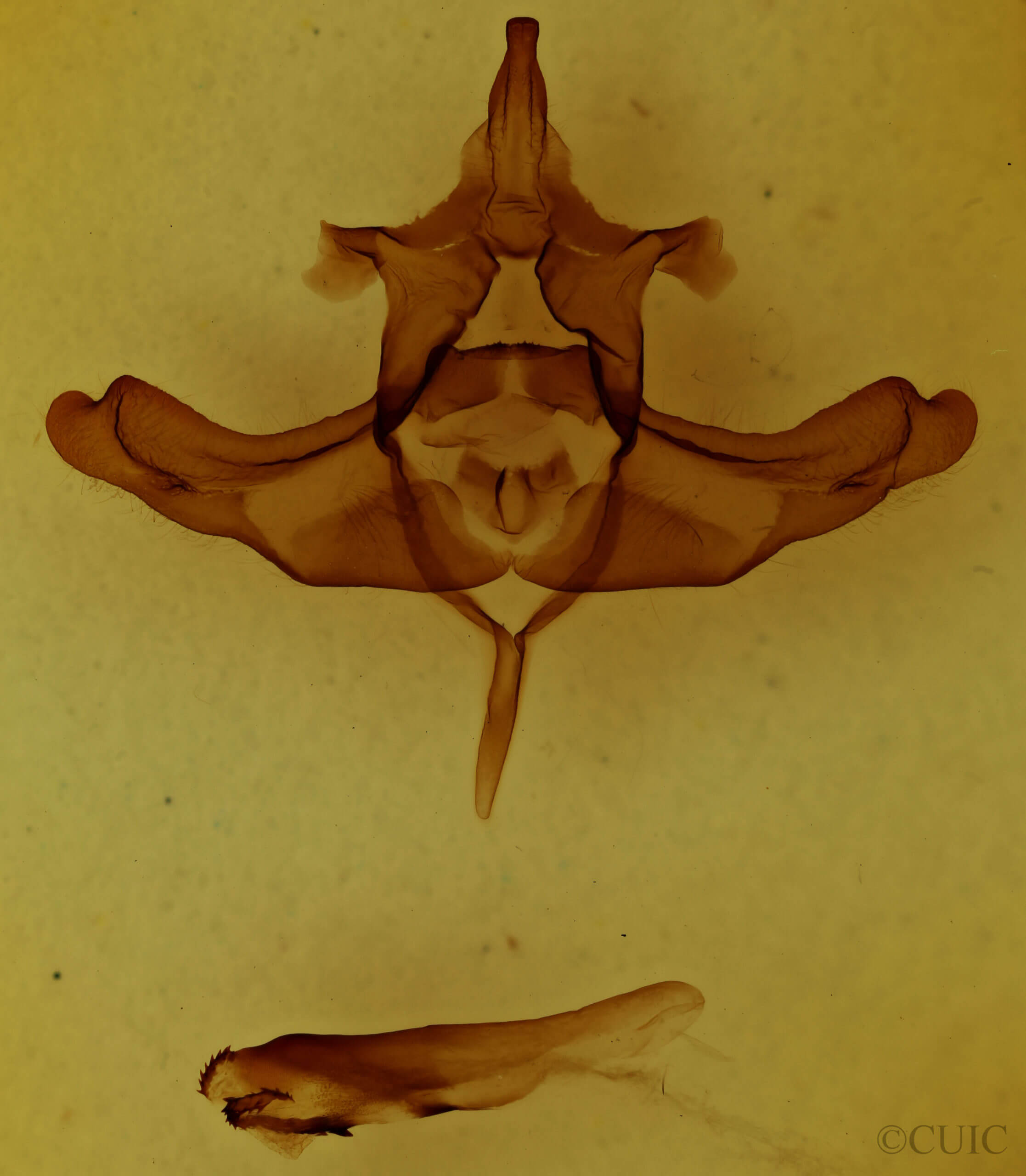 genitalia view of adult Colocasia propinquilinea