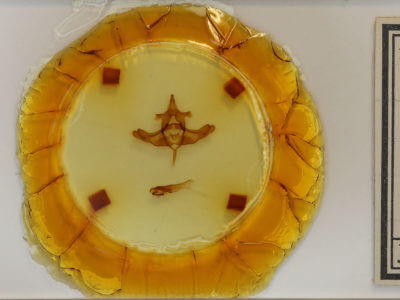 slide view of adult Colocasia propinquilinea