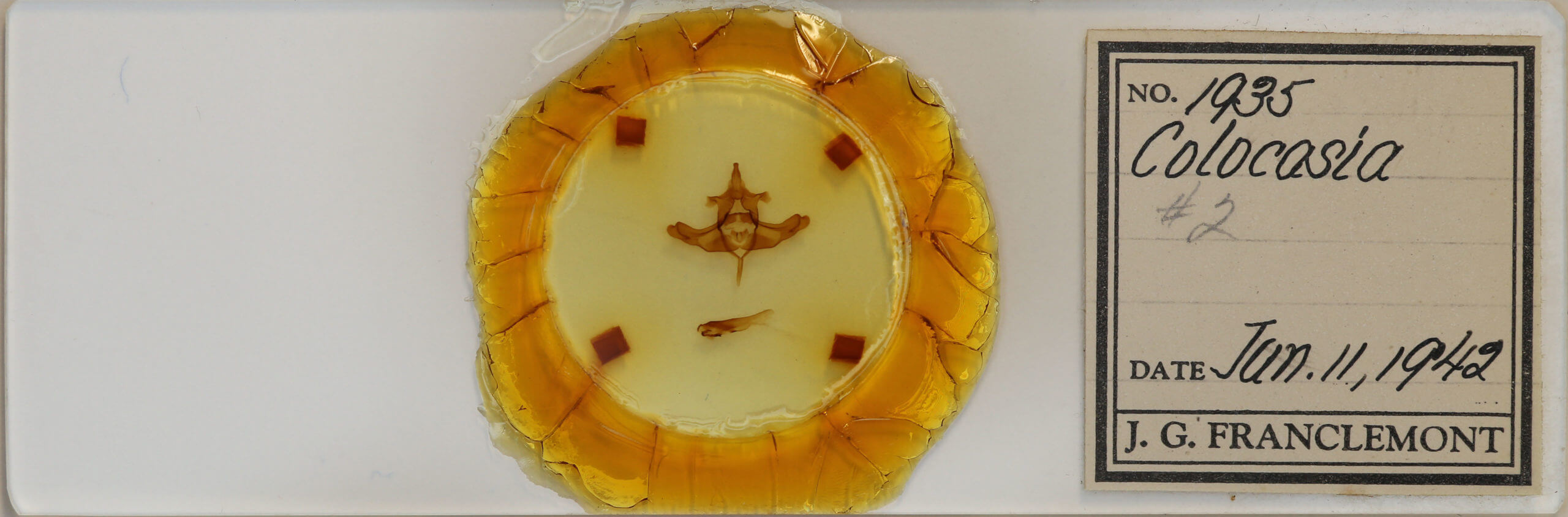 slide view of adult Colocasia propinquilinea