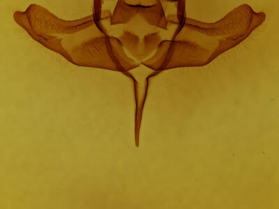 genitalia view of adult Colocasia propinquilinea