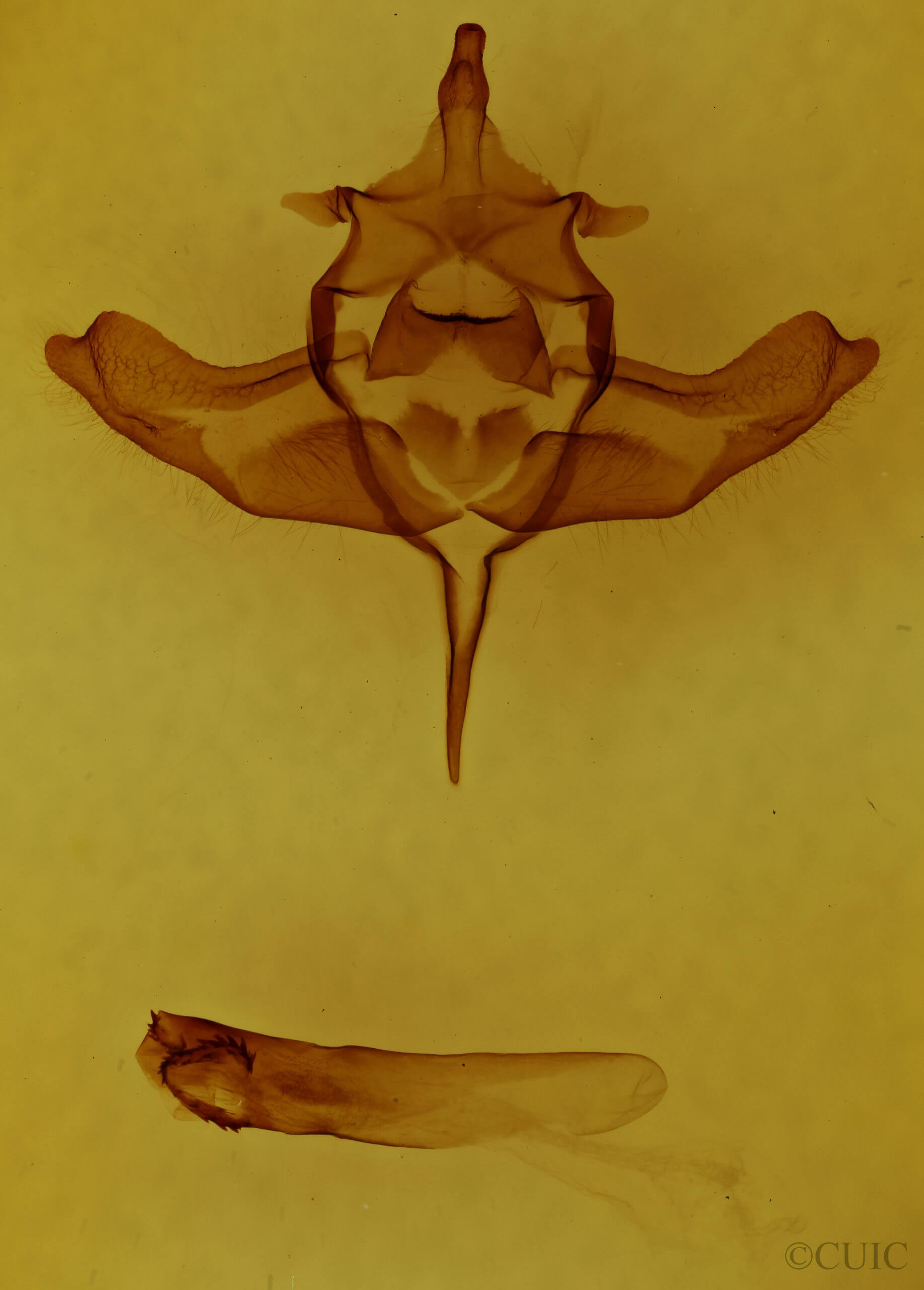 genitalia view of adult Colocasia propinquilinea