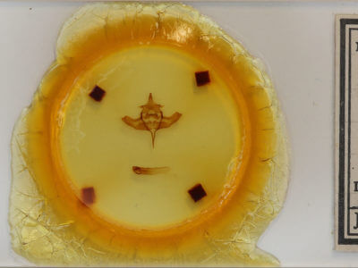 slide view of adult Colocasia propinquilinea