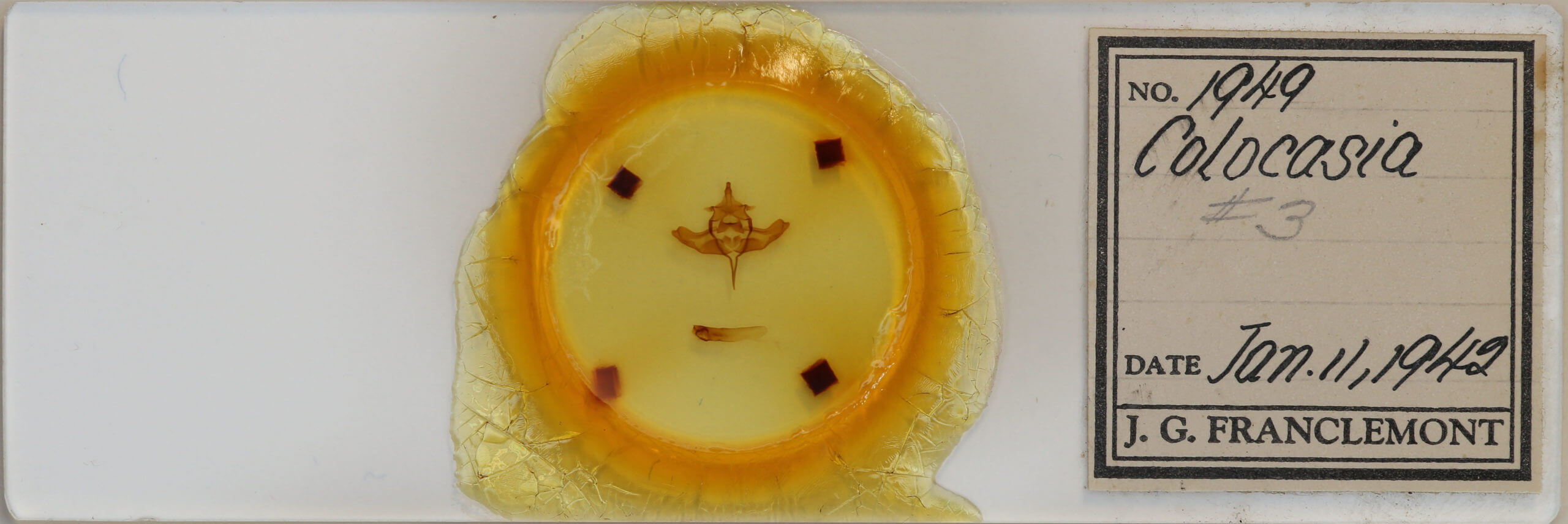 slide view of adult Colocasia propinquilinea