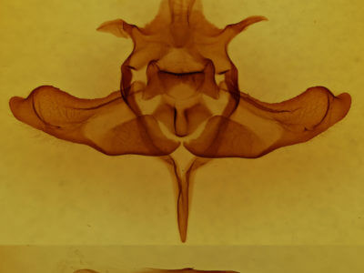 genitalia view of adult Colocasia flavicornis
