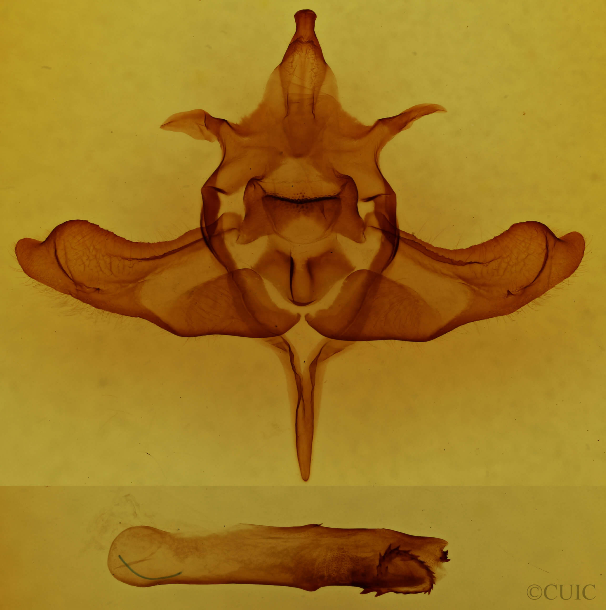 genitalia view of adult Colocasia flavicornis