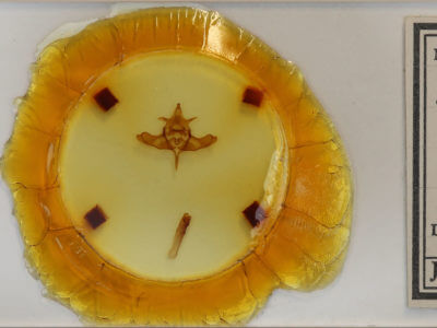 slide view of adult Colocasia flavicornis