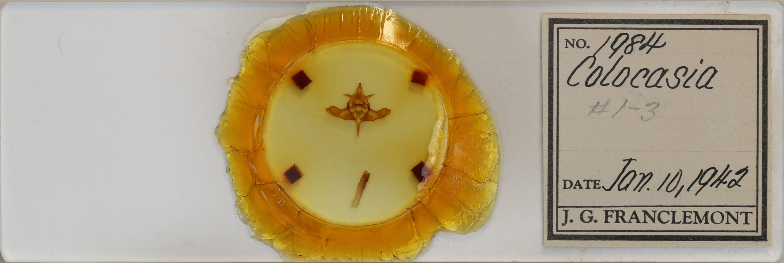 slide view of adult Colocasia flavicornis