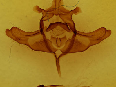 genitalia view of adult Colocasia propinquilinea