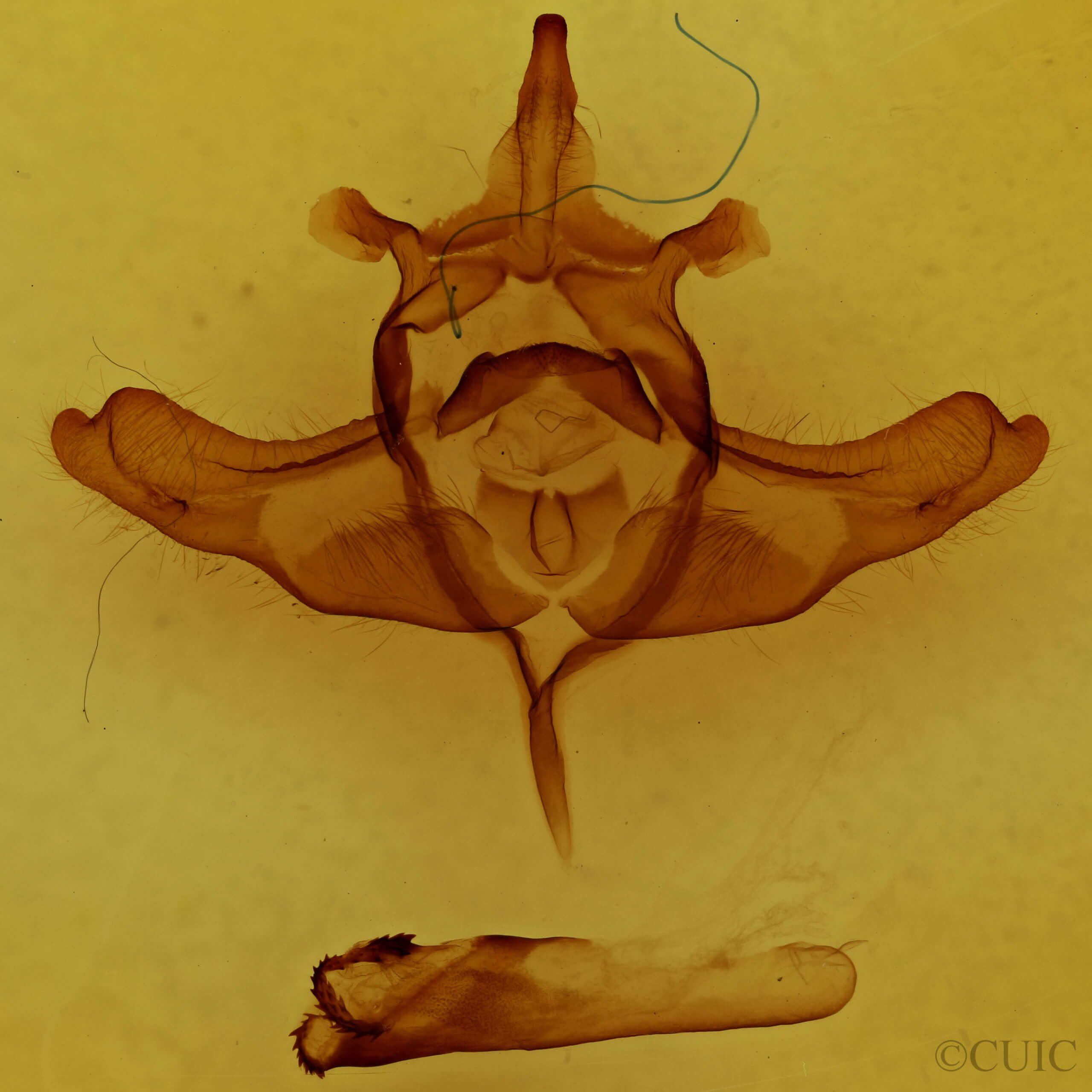 genitalia view of adult Colocasia propinquilinea