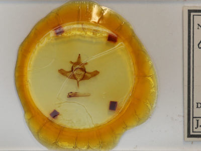 slide view of adult Colocasia propinquilinea