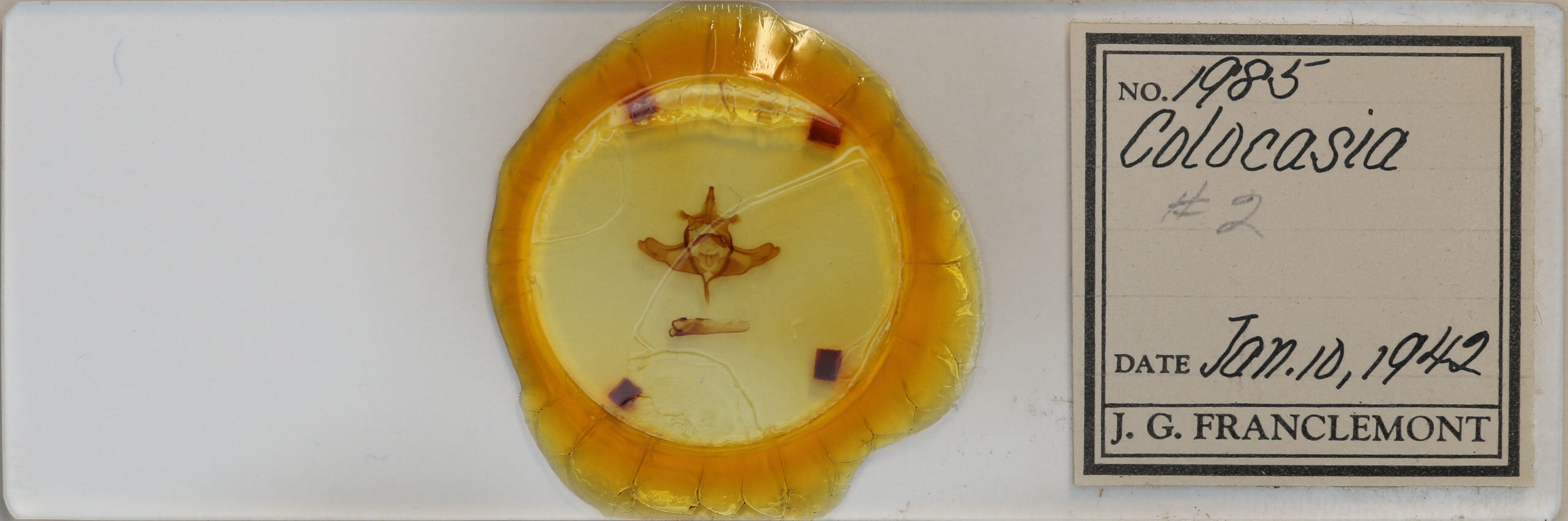 slide view of adult Colocasia propinquilinea